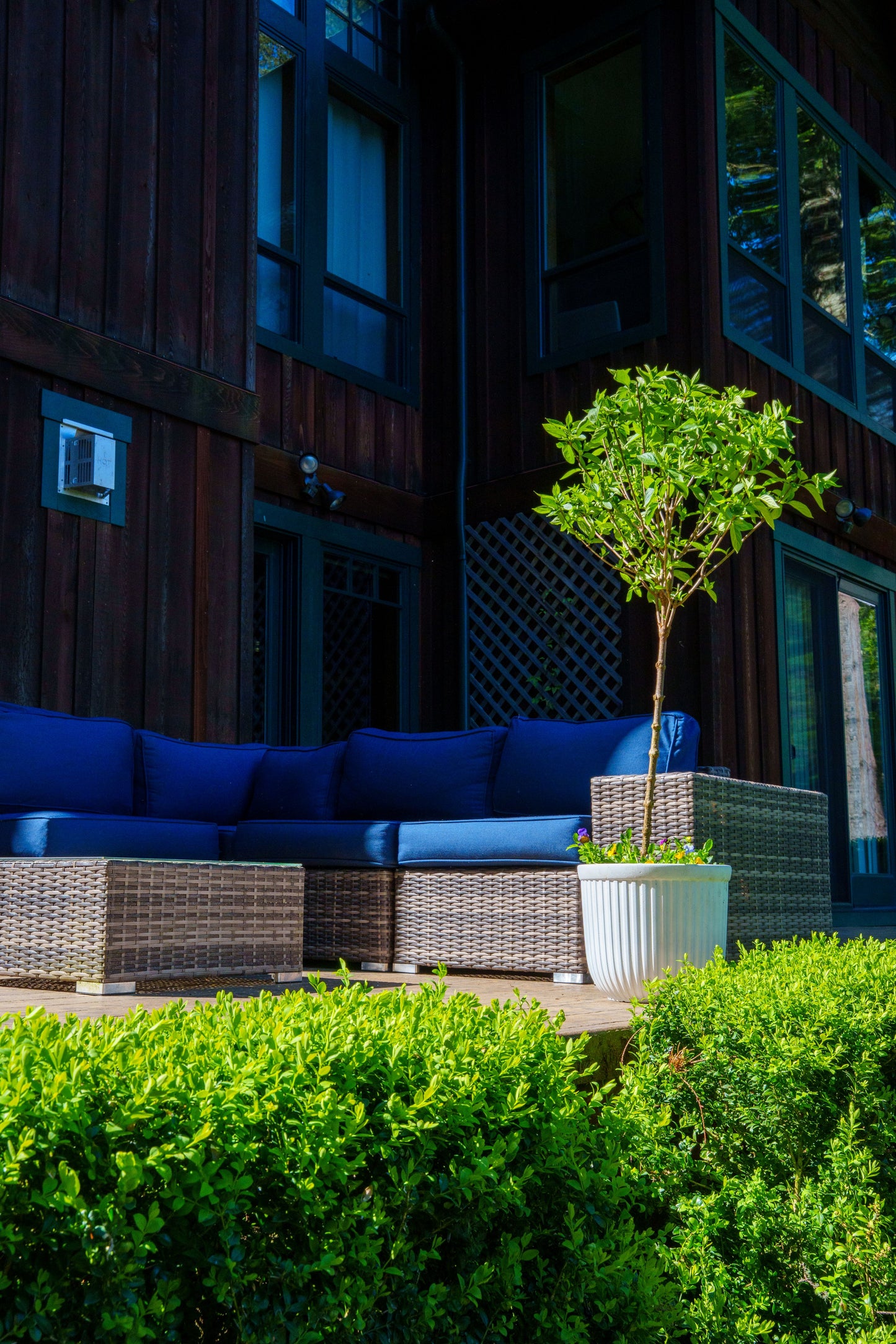 Little Lime® - Hydrangea Tree