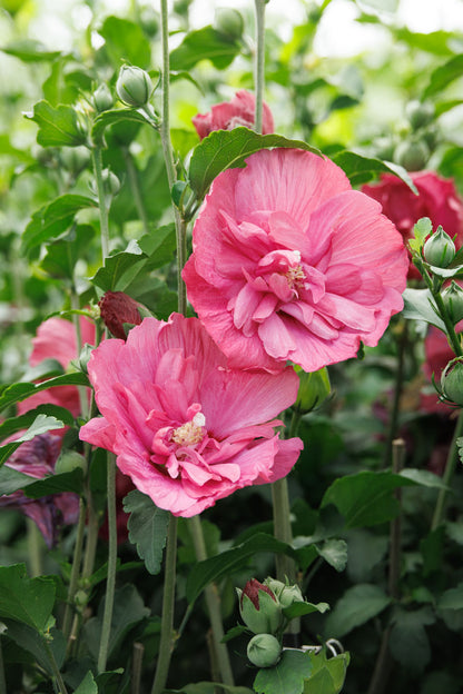 Magenta Chiffon® Hibiscus Tree