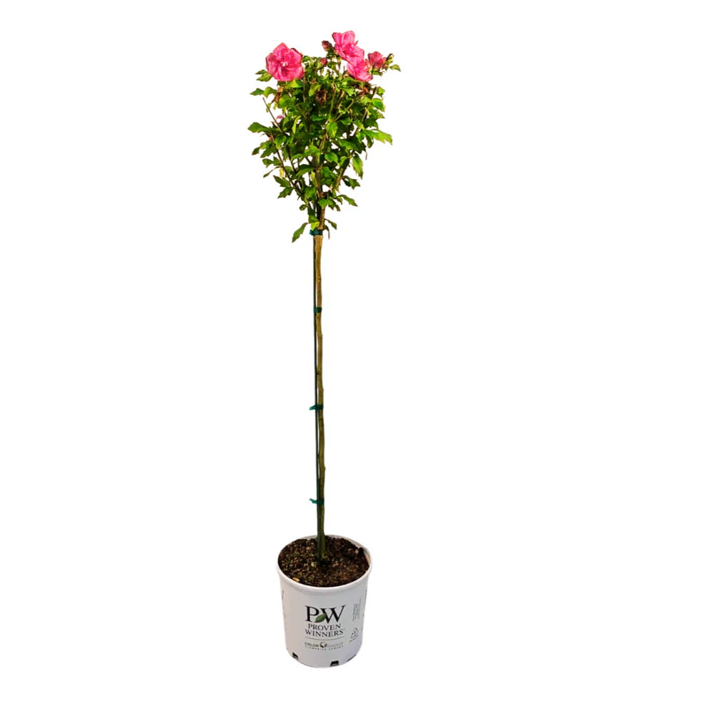 Magenta Chiffon® Tree Hibiscus