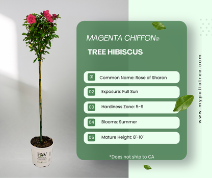 Magenta Chiffon® Tree Hibiscus
