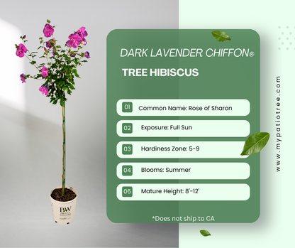 Dark Lavender Chiffon® Tree Hibiscus