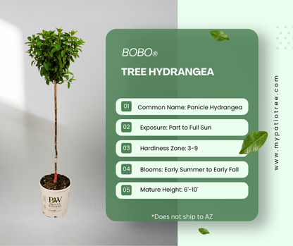 Bobo® Tree Hydrangea