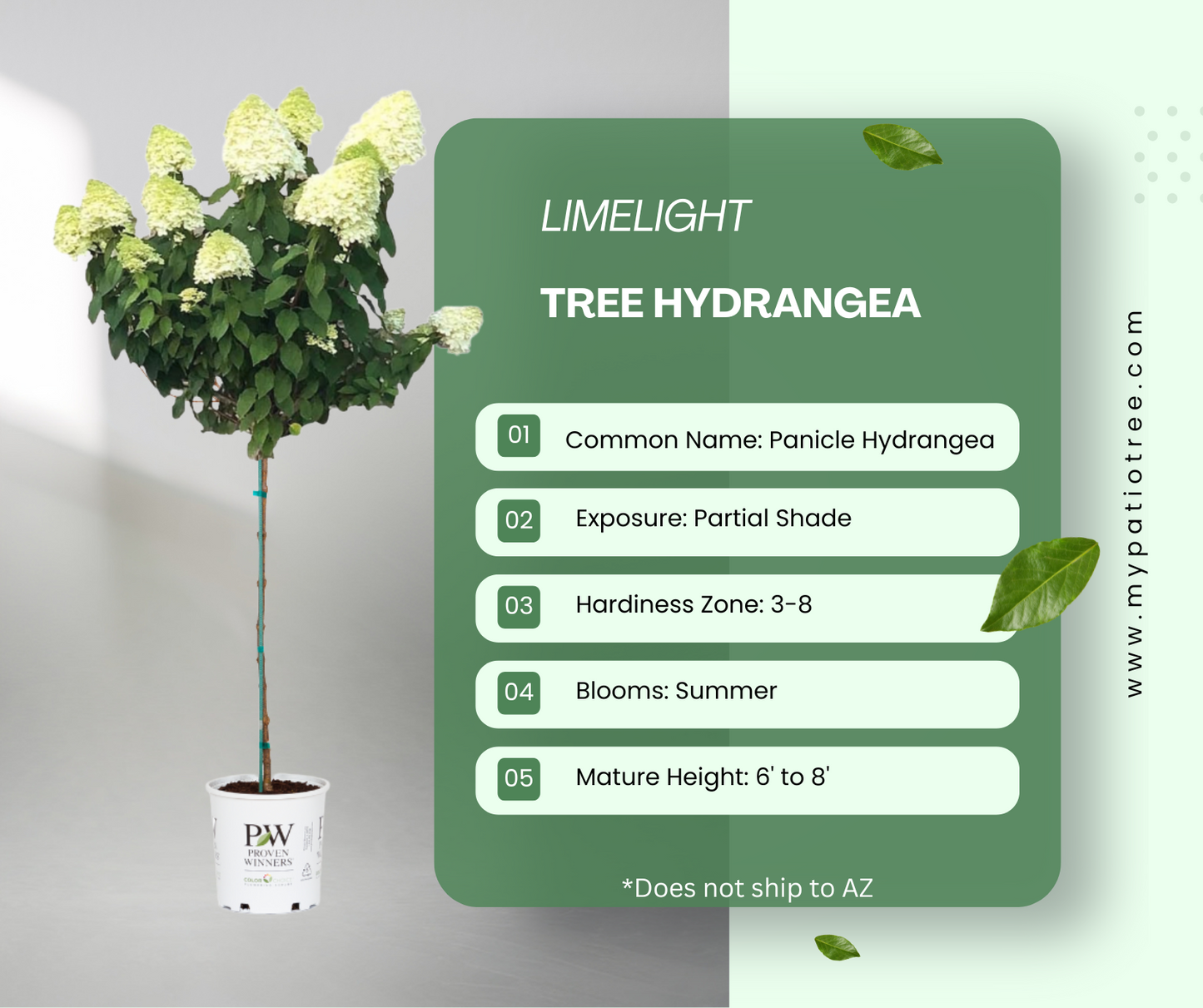 Limelight - Tree Hydrangea