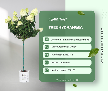 Limelight - Tree Hydrangea