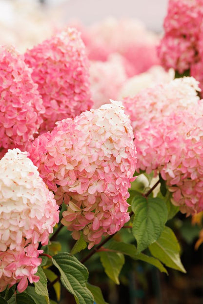 Quick Fire® - Hydrangea Tree