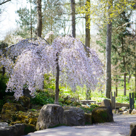 Snow Fountain® Weeping Cherry Tree