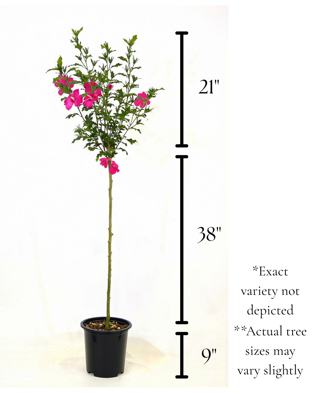 Petite Pink Flamingo- Hibiscus Tree