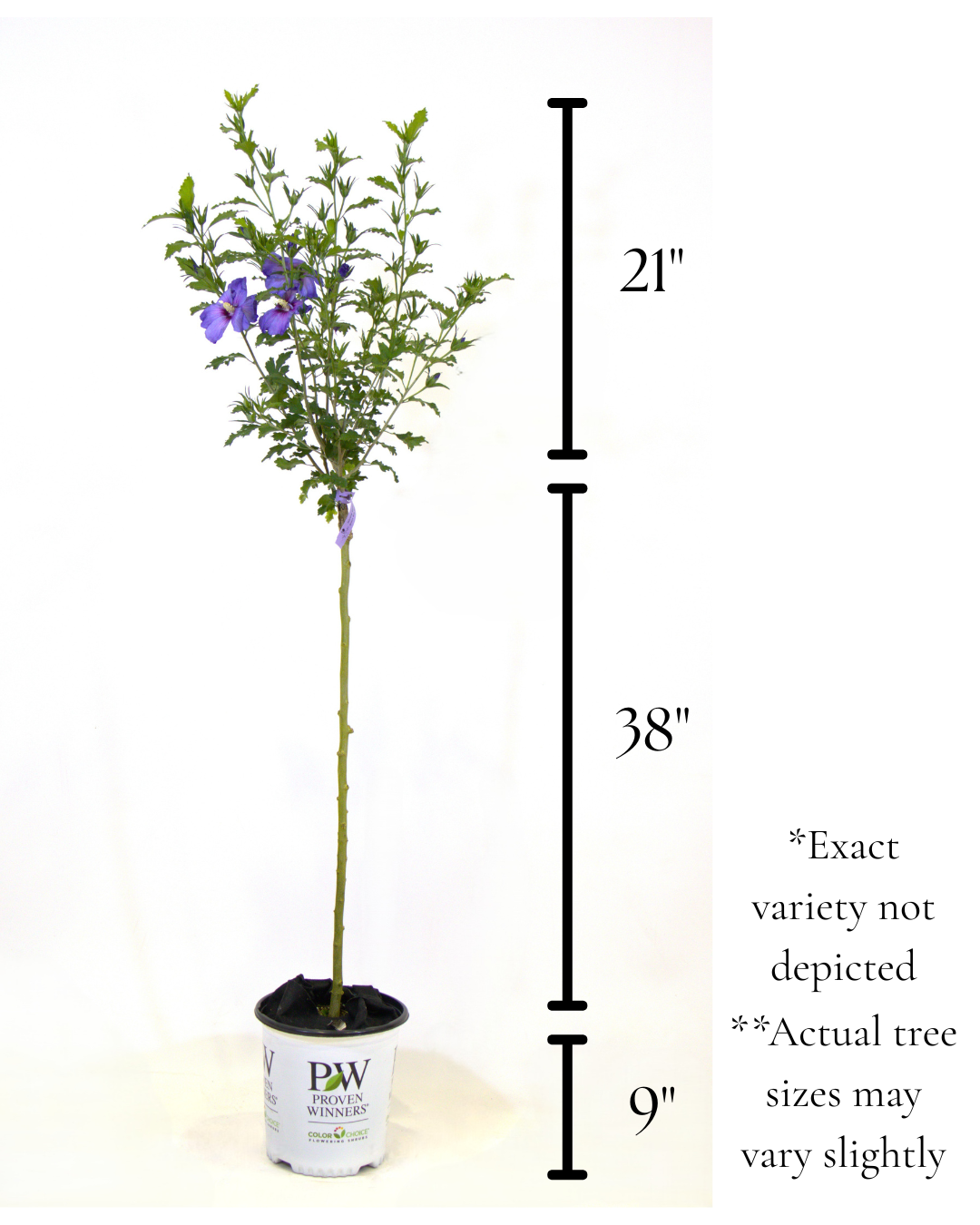 Starblast Chiffon®- Hibiscus Tree