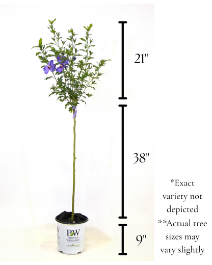 Dark Lavender Chiffon®- Hibiscus Tree