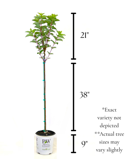 Little Lime® - Hydrangea Tree