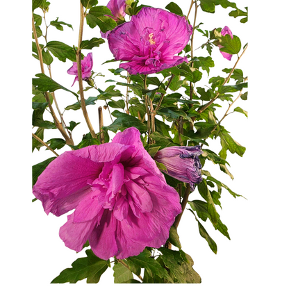 Dark Lavender Chiffon® Tree Hibiscus