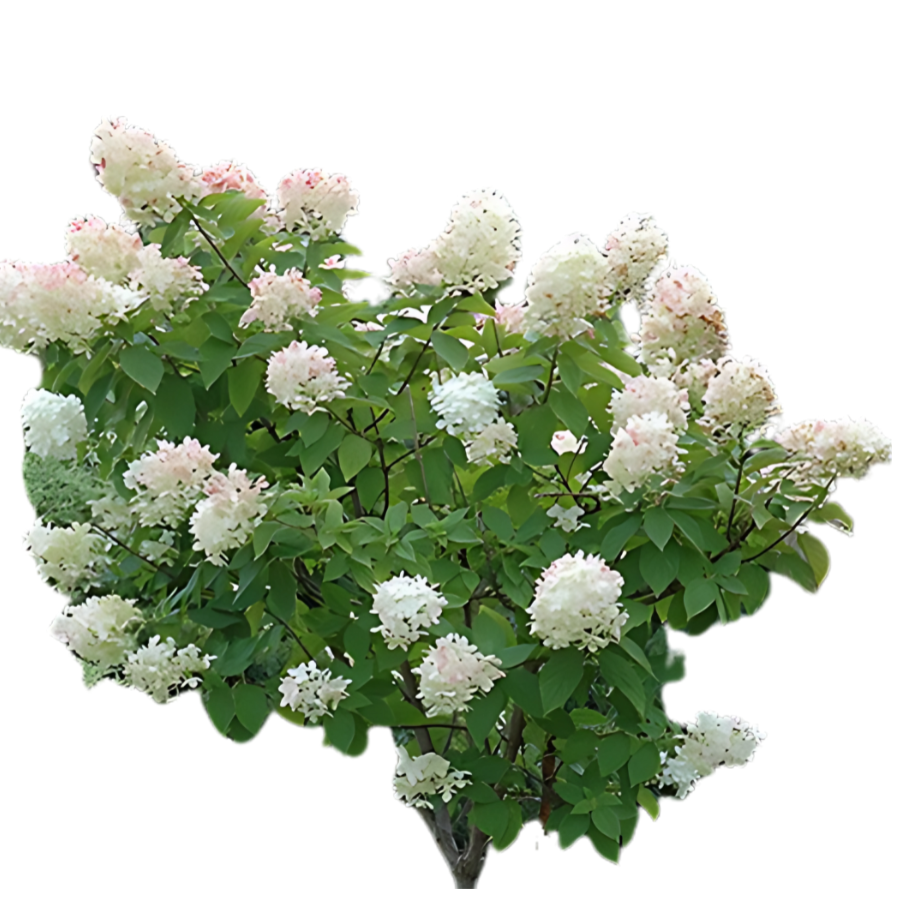 Bobo® Tree Hydrangea