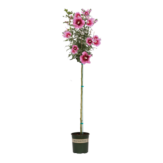 Chateau® d'Amboise - Tree Hibiscus