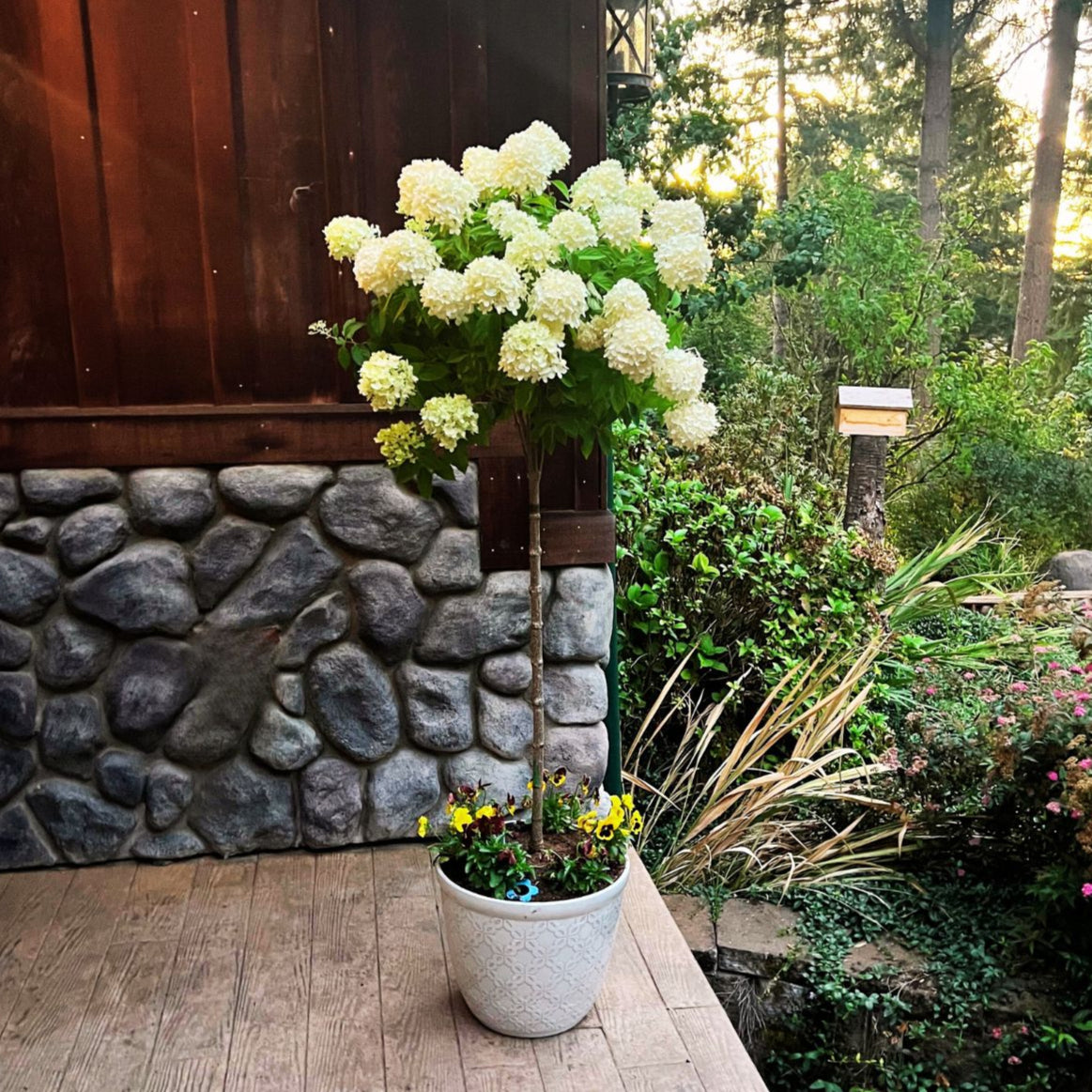 Limelight - Tree Hydrangea