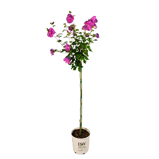 Dark Lavender Chiffon® Tree Hibiscus