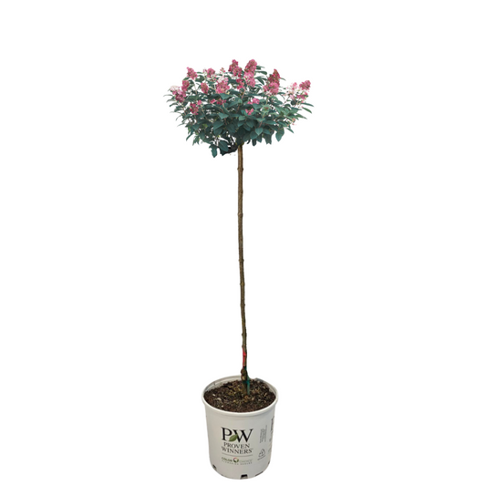 Tiny Quick Fire® Tree Hydrangea