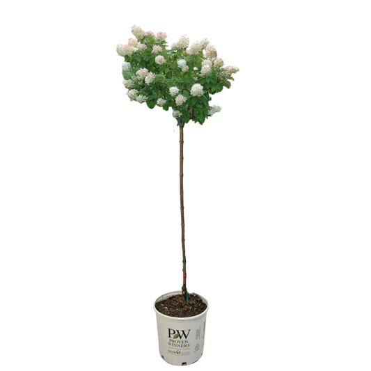Bobo® Tree Hydrangea