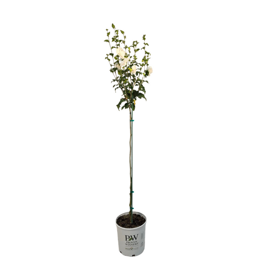 White Chiffon® Tree Hibiscus