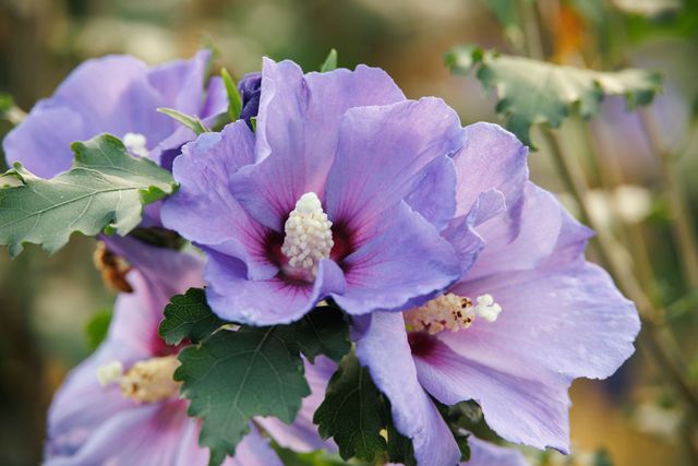 Azurri Blue Satin® Hibiscus