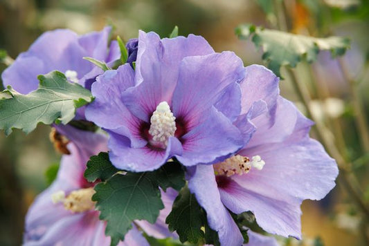 Azurri Blue Satin® Hibiscus