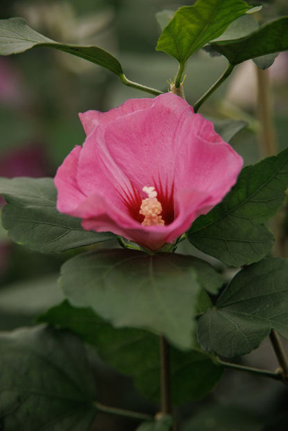 Petite Pink Flamingo Hibiscus Tree