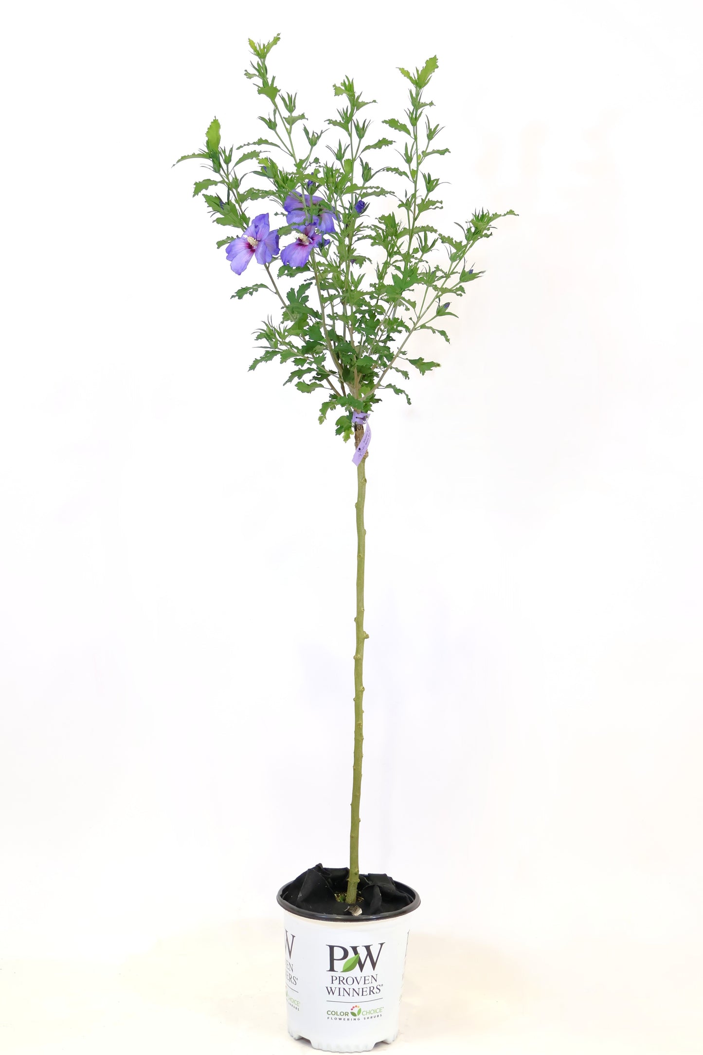 Azurri Blue Satin® Hibiscus