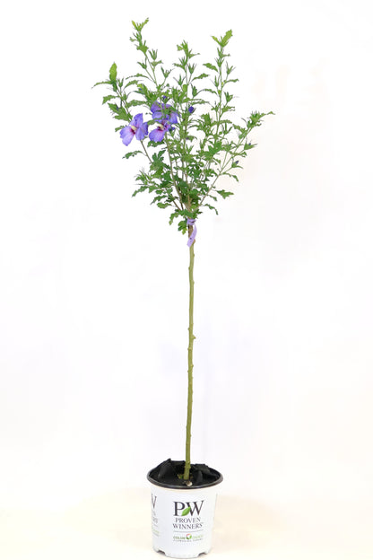 Azurri Blue Satin® Hibiscus