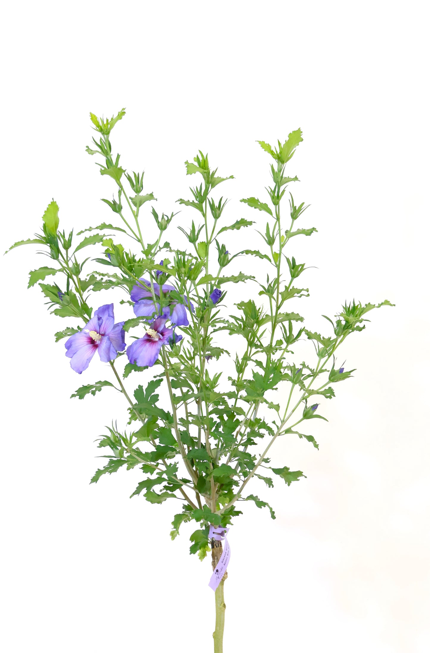 Azurri Blue Satin® Hibiscus