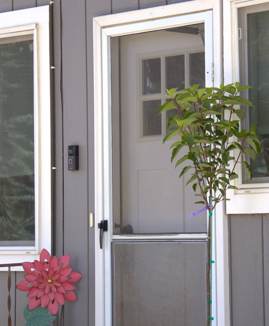 Berry White Hydrangea
