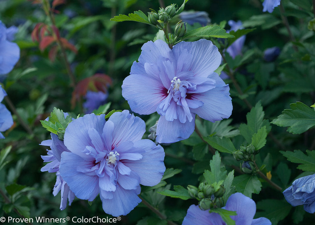 Blue Chiffon® Hibiscus