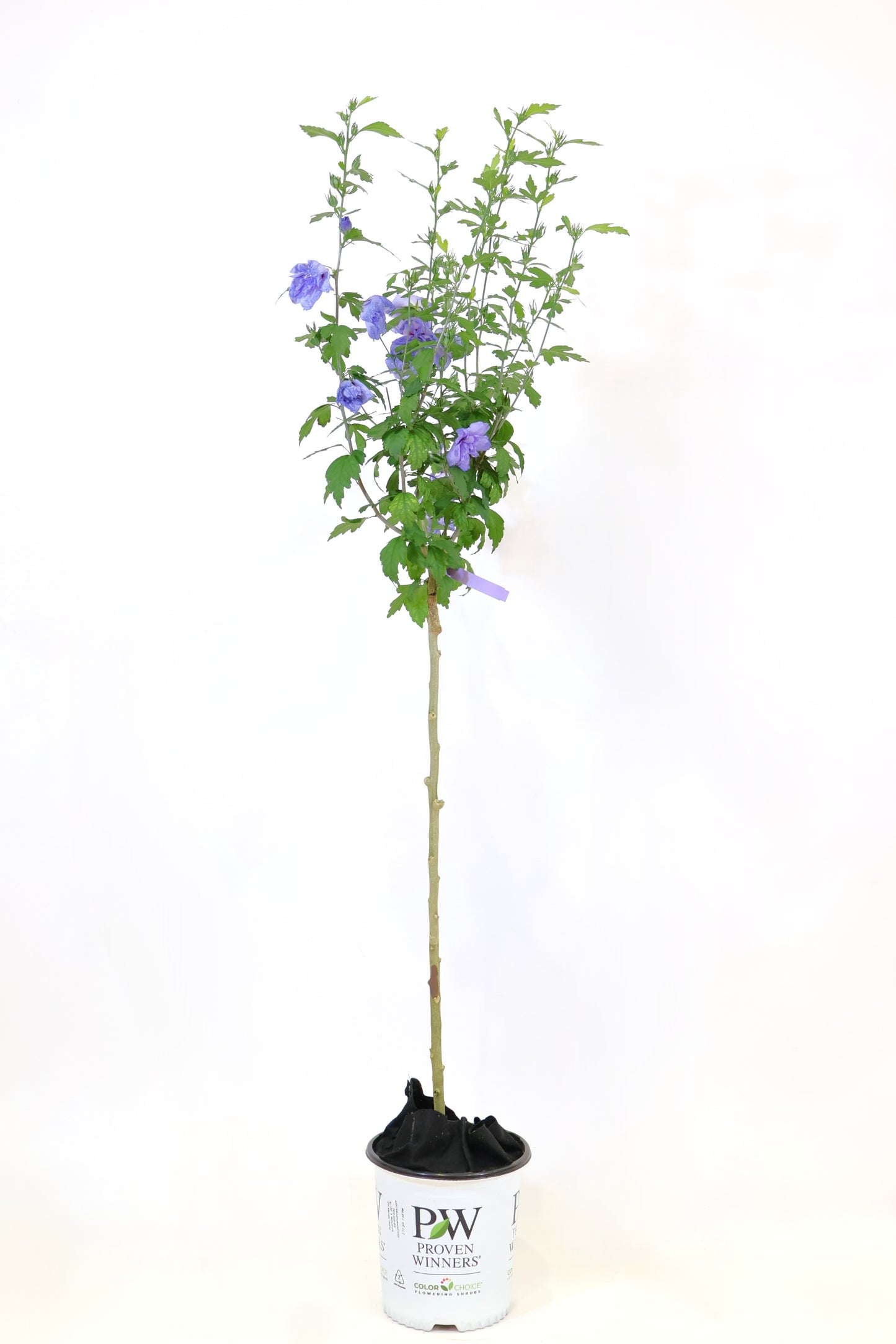 Blue Chiffon® Hibiscus