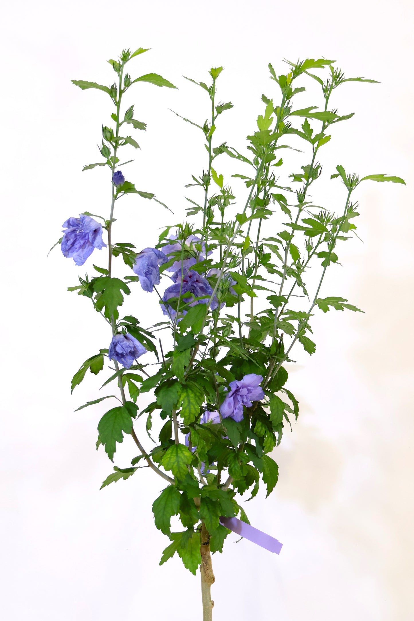 Blue Chiffon® Hibiscus