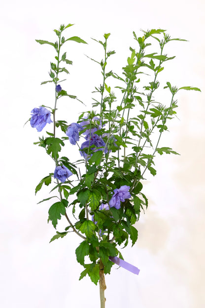 Blue Chiffon® Hibiscus