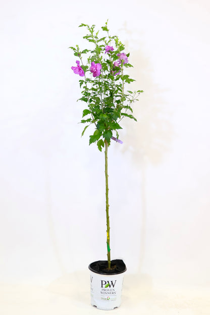 Dark Lavender Chiffon® Tree Hibiscus