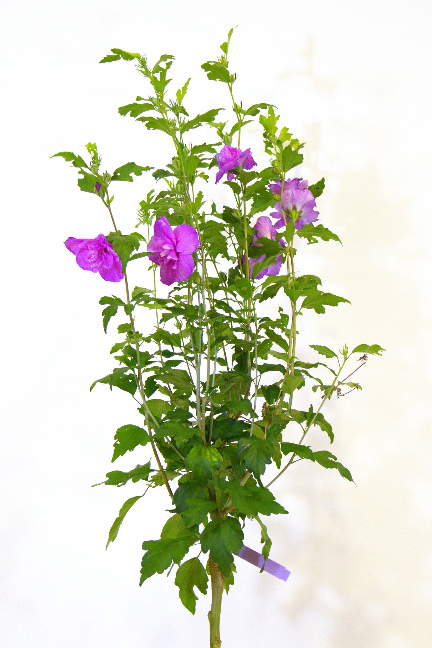 Dark Lavender Chiffon® Tree Hibiscus