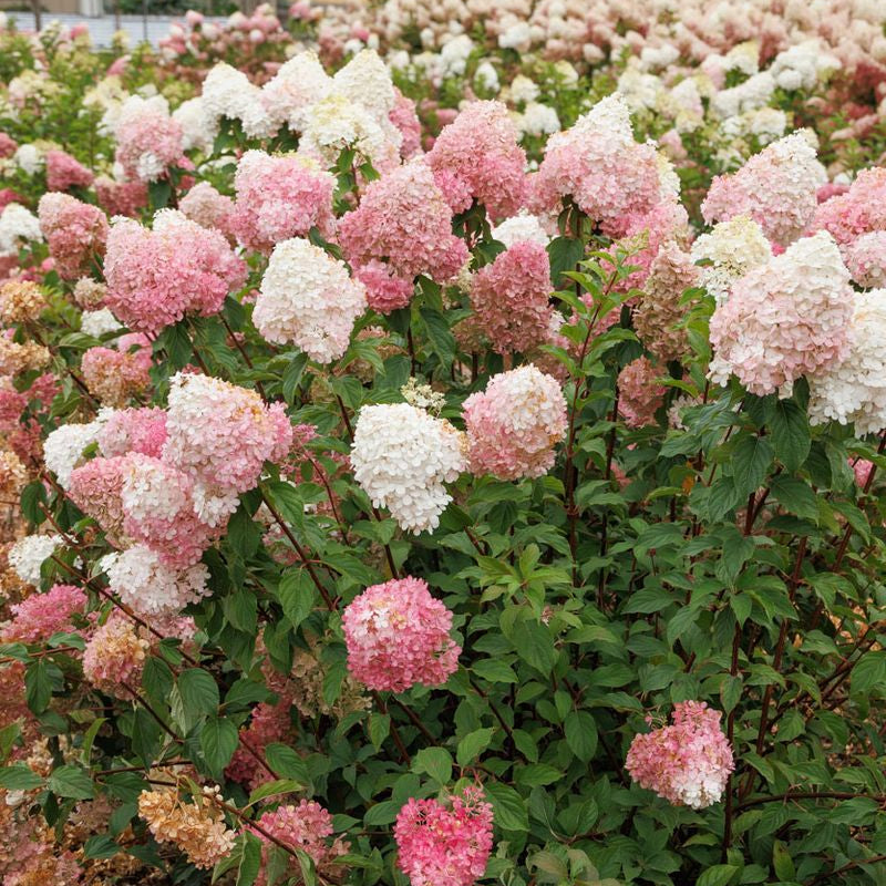 Vanilla Strawberry™ Hydrangea