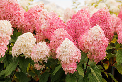 Quick Fire® - Hydrangea Tree