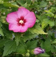 PetitePink Flamingo Hibiscus