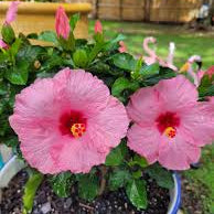 PetitePink Flamingo Hibiscus