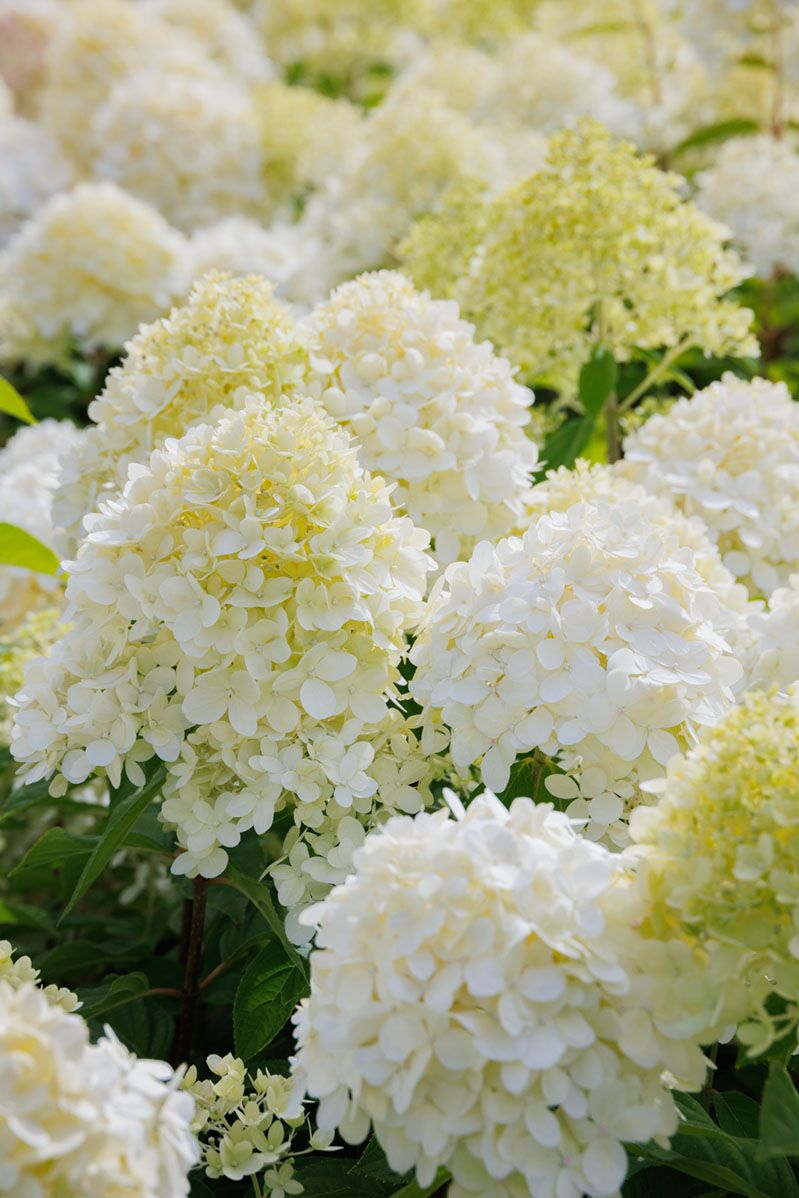 Little Lime® - Hydrangea Tree