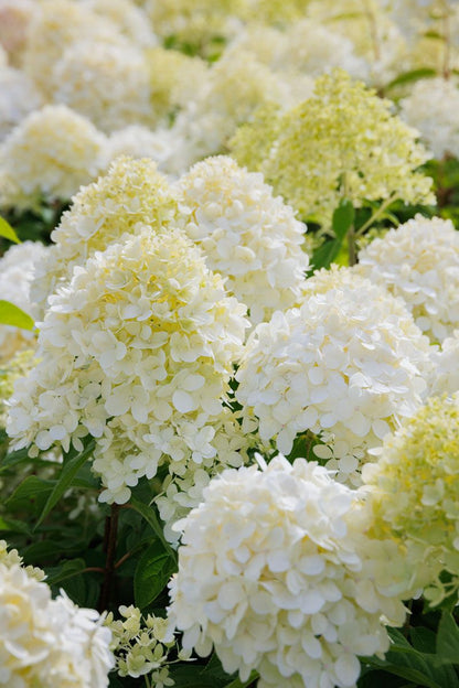 Little Lime® - Hydrangea Tree