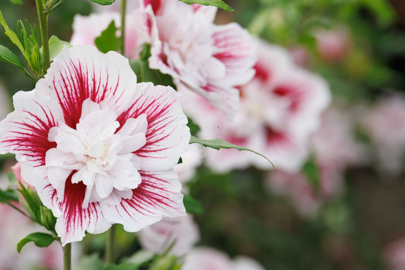 Starblast Chiffon® Hibiscus Tree
