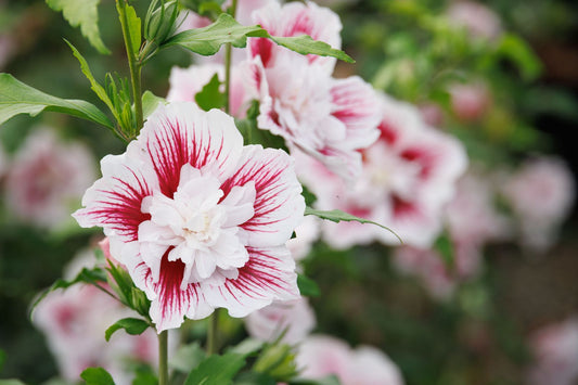 Starblast Chiffon® Tree Hibiscus
