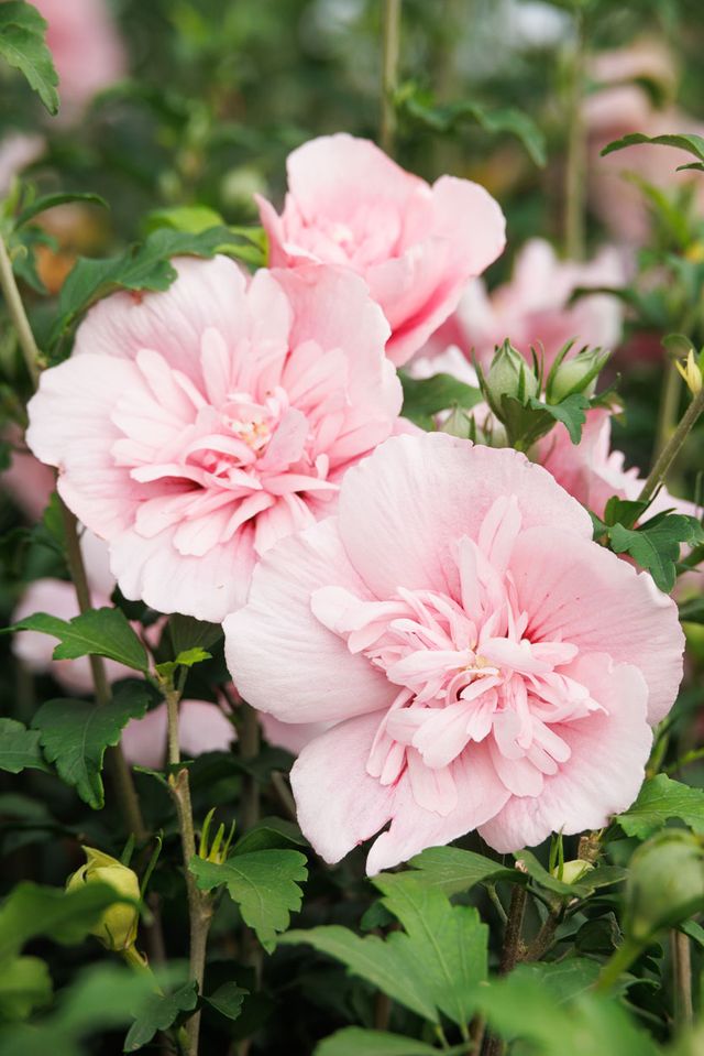 Pink Chiffon® Hibiscus