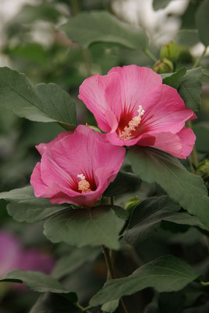 Petite Pink Flamingo Hibiscus Tree