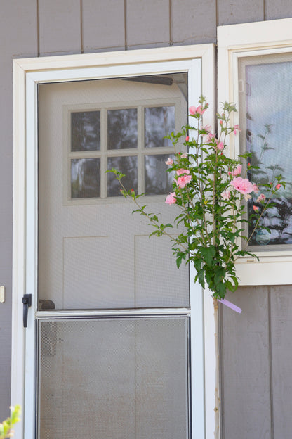 Pink Chiffon® Hibiscus