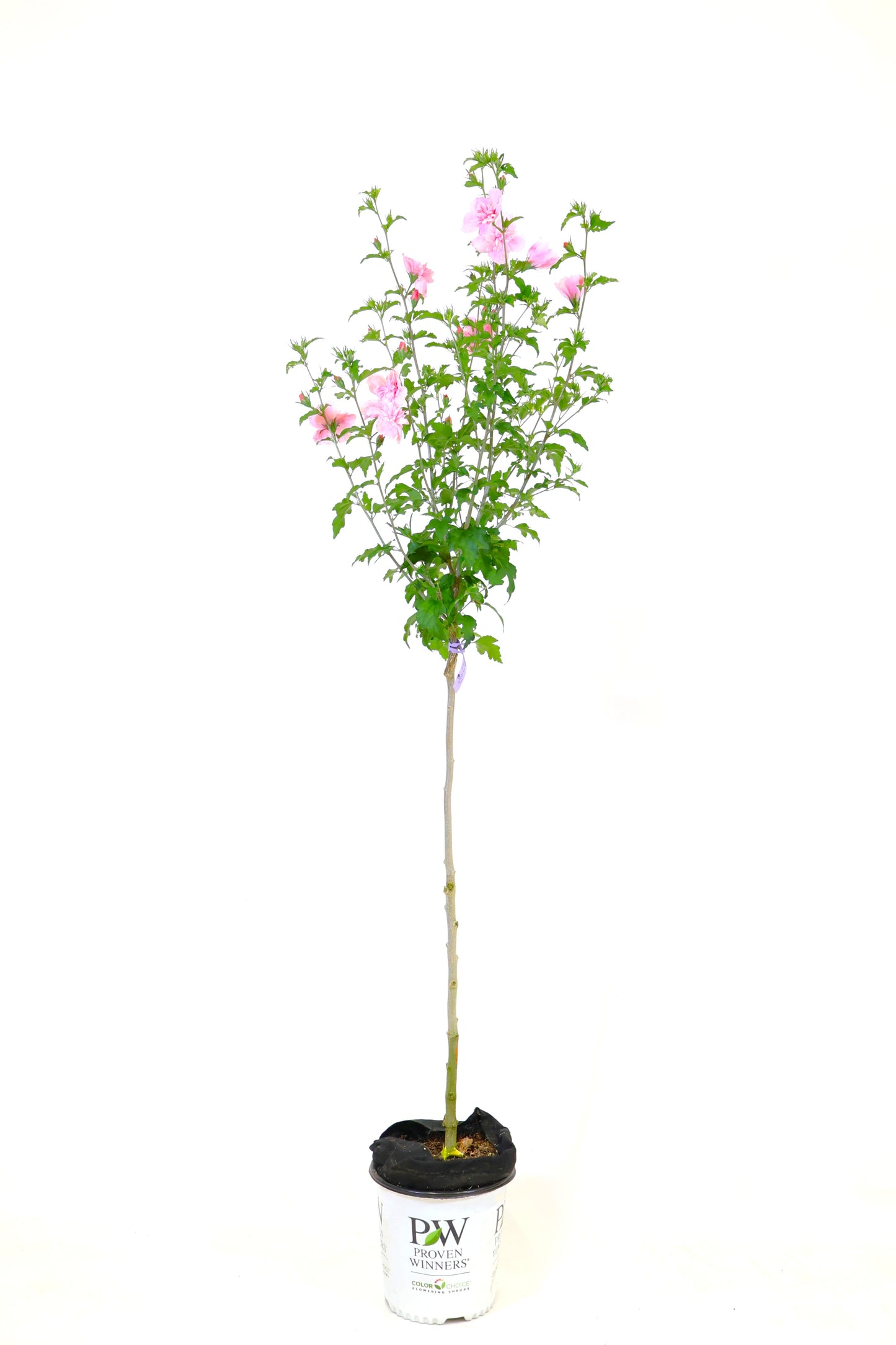 Pink Chiffon® Hibiscus