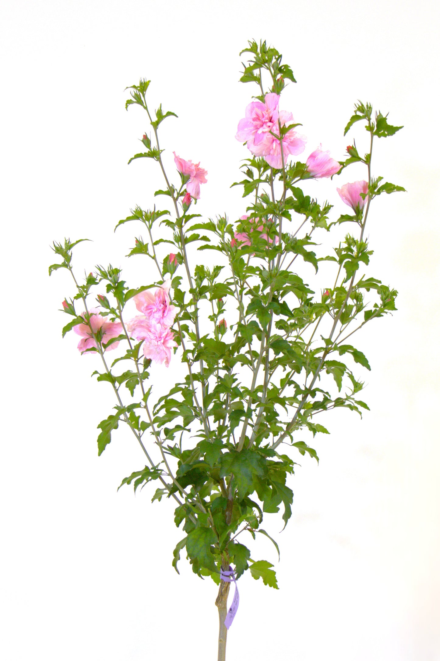 Pink Chiffon® Hibiscus