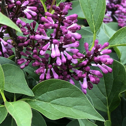 Baby Kim® Syringa