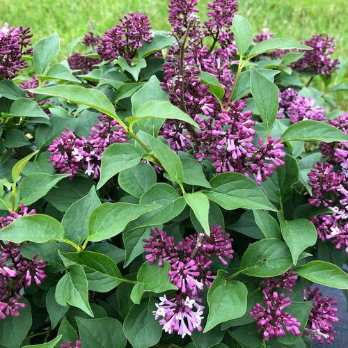 Baby Kim® Syringa